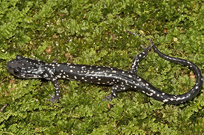 Cumberland Plateau Salamander
